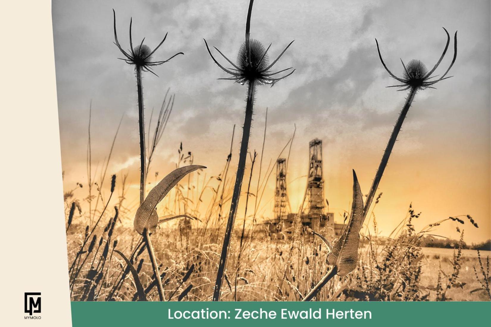 Glamping In Der Zeche Ewald Herten Herten  Exteriér fotografie